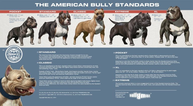 american-bully-standards-13-royal-bloodlines