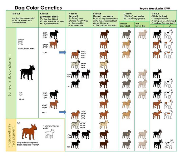 Dog Color & Genetics – 13 Royal Bloodlines