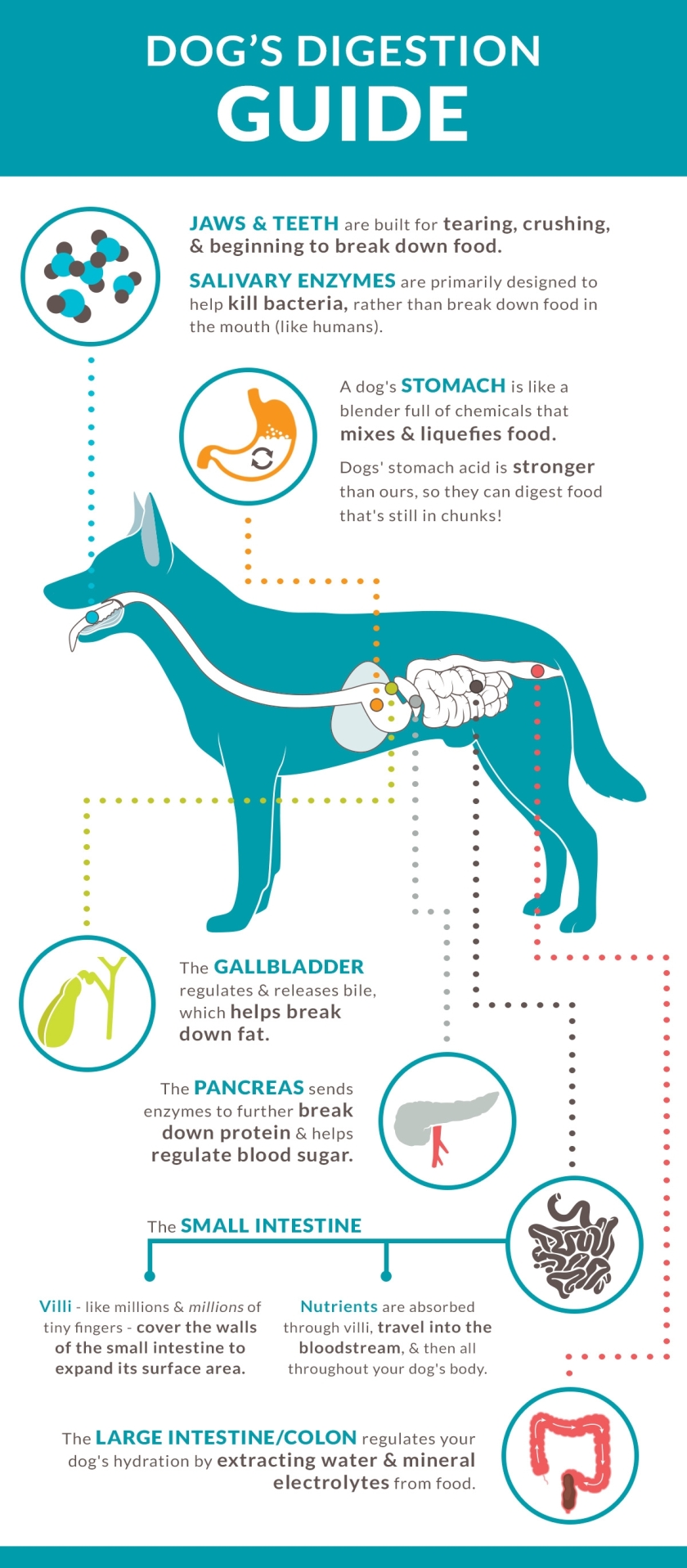Canine Digesting System – 13 Royal Bloodlines