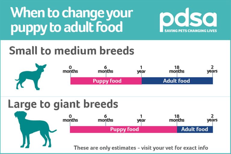 When to change puppy to adult Food – 13 Royal Bloodlines